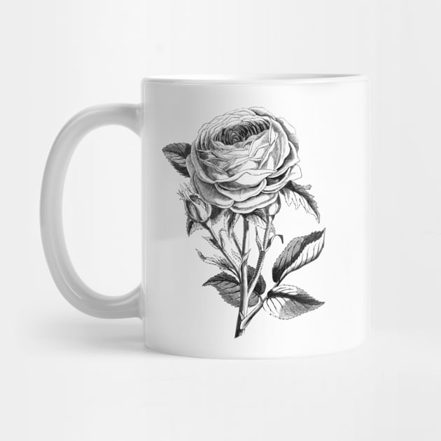Rose Flower Illustration by Biophilia
